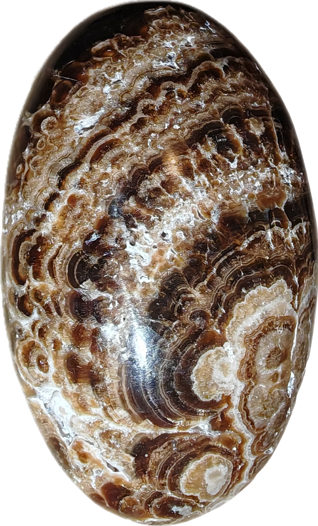 Bruine aragoniet palmsteen (A)