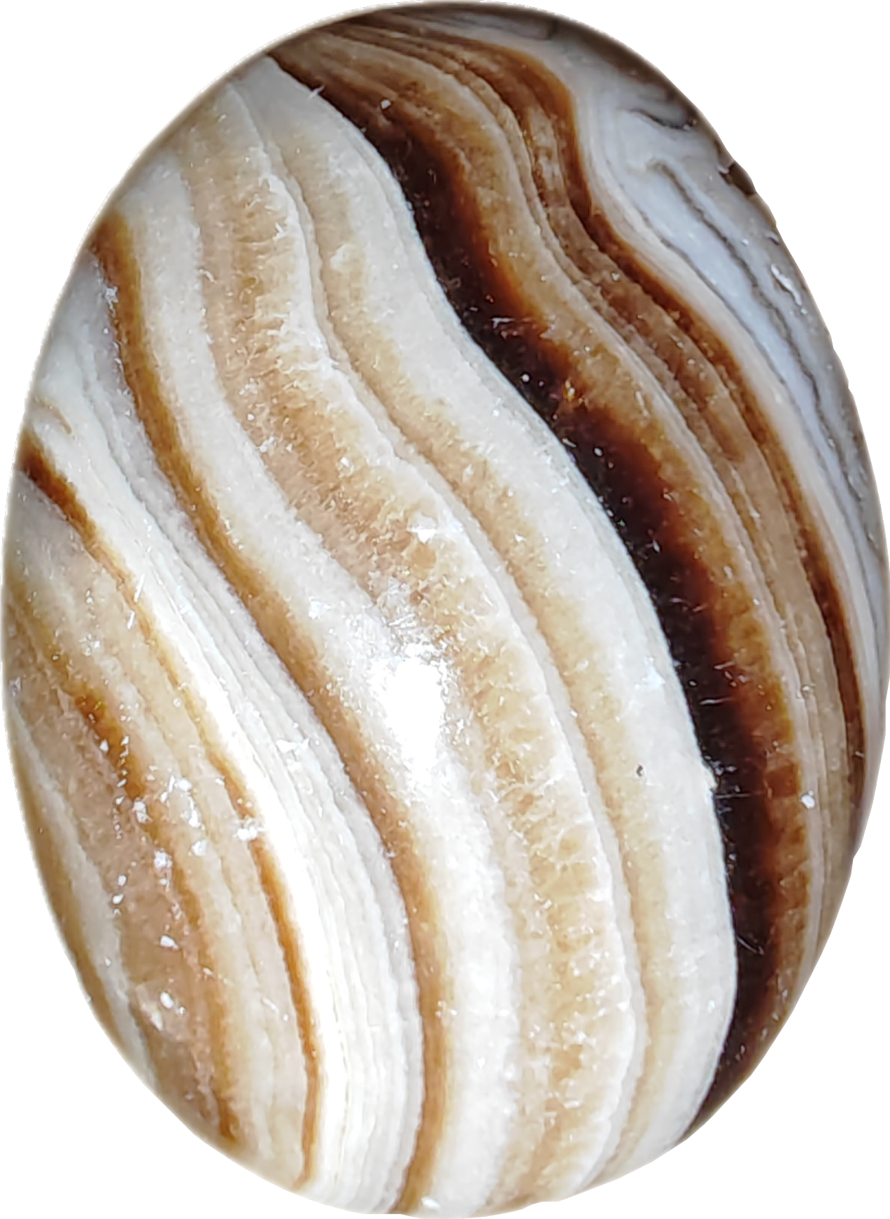 Bruine aragoniet palmsteen (B)