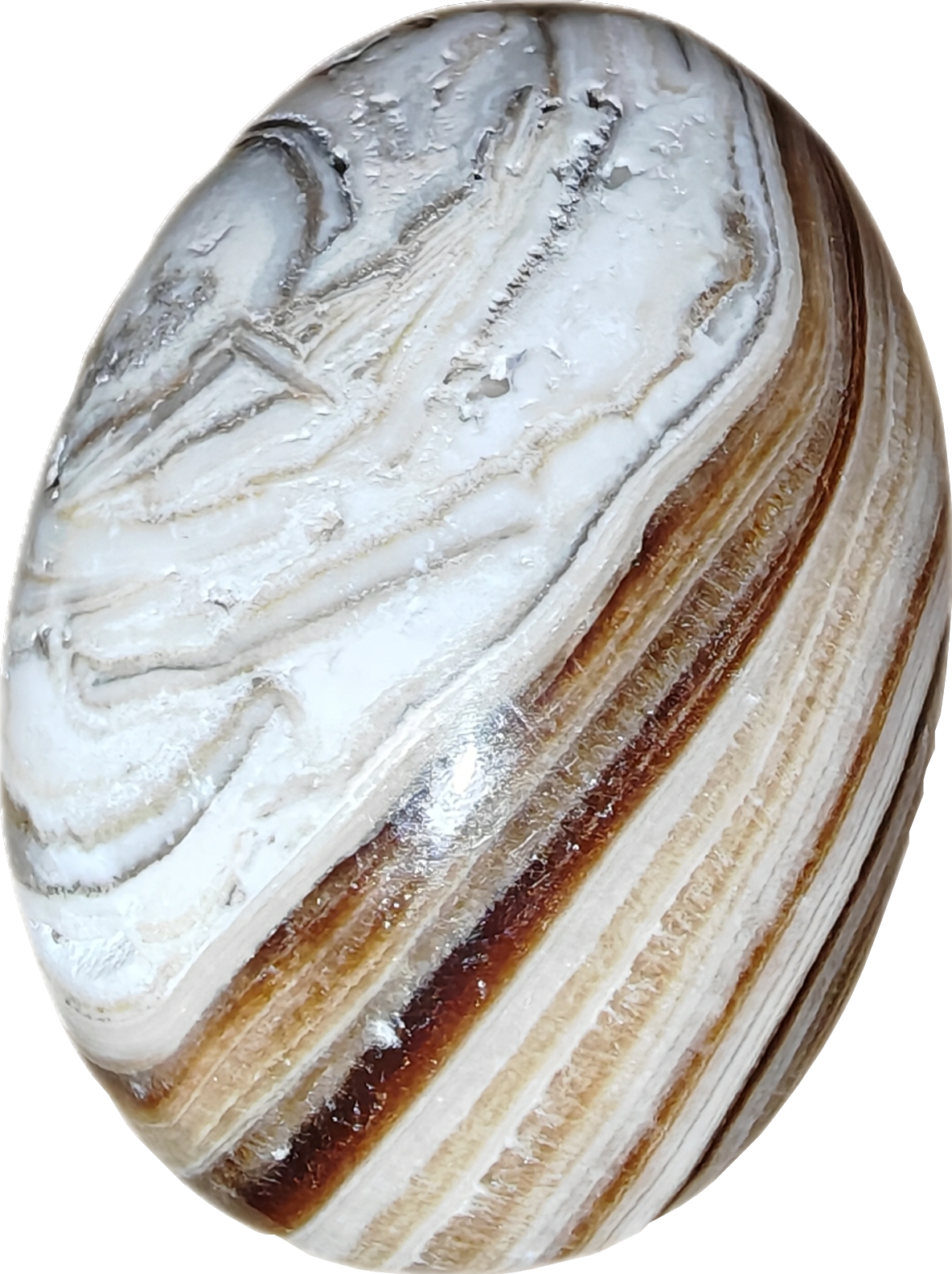 Bruine aragoniet palmsteen (B)