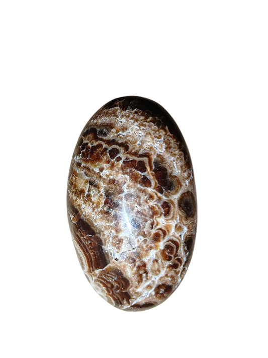Bruine aragoniet palmsteen (A)