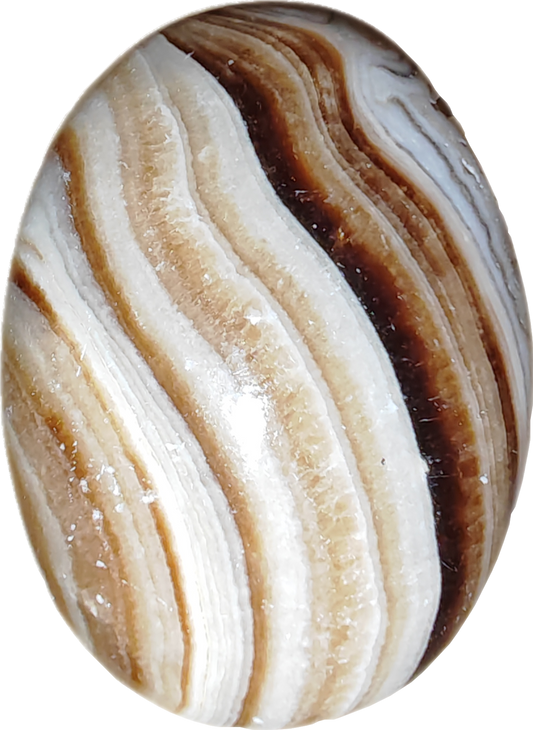 Bruine aragoniet palmsteen (B)